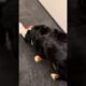 Hilariously Cute Pup Babysits Toddler!