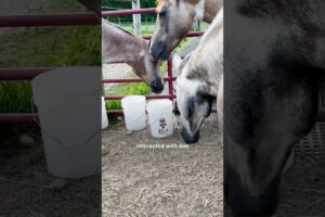 Horses Rescue A Tiny Kitten | The Dodo