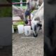 Horses Rescue A Tiny Kitten | The Dodo