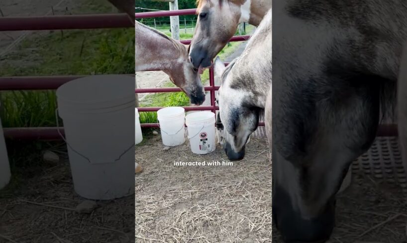 Horses Rescue A Tiny Kitten | The Dodo