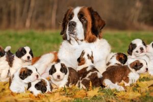 How Does Saint Bernard Dog Give Birth To 10 Cute Puppies ?