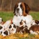 How Does Saint Bernard Dog Give Birth To 10 Cute Puppies ?