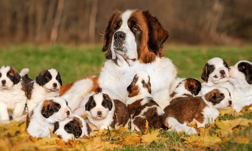 How Does Saint Bernard Dog Give Birth To 10 Cute Puppies ?