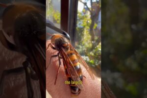 How to destroy giant hornets #facts #animals #short