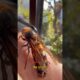 How to destroy giant hornets #facts #animals #short