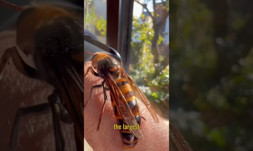 How to destroy giant hornets #facts #animals #short