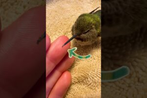 Hummingbird Rescued From Spiderwebs | Dodo Kids