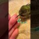 Hummingbird Rescued From Spiderwebs | Dodo Kids