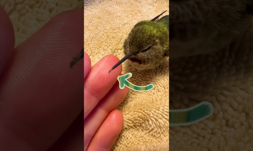 Hummingbird Rescued From Spiderwebs | Dodo Kids