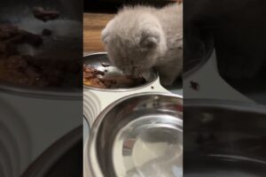 Hungry Kitten Eating Best ASMR - Cat's ASMR Eating - Cutest Kitten Video