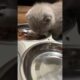 Hungry Kitten Eating Best ASMR - Cat's ASMR Eating - Cutest Kitten Video