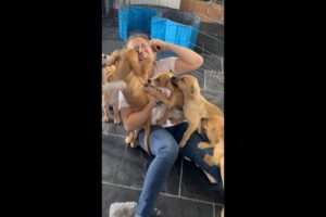 I Surprised my Wife with 10 Puppies! #shorts