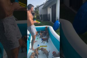 I threw a PUPPY POOL PARTY! #goldendoodle #puppies #poolparty