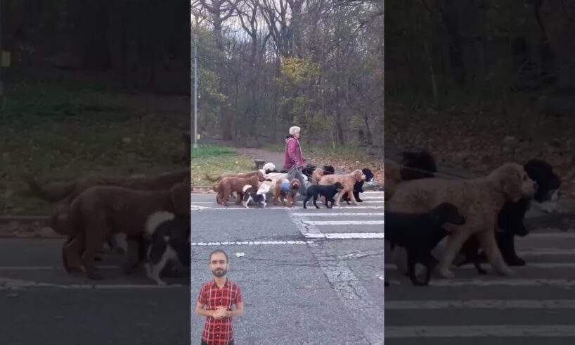 Immense Man's Love For Street Dogs  #adopteddog #helpdogrescues #rescuedog #rescue #dogrescueshelter