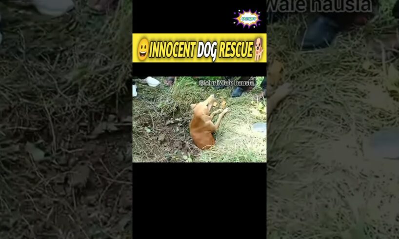 😲Innocent Dog Rescue🐶 || #shorts #dog #trending #viral