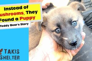 Instead of Mushrooms They Found a Puppy: Teddy’s Rescue - Takis Shelter