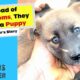 Instead of Mushrooms They Found a Puppy: Teddy’s Rescue - Takis Shelter