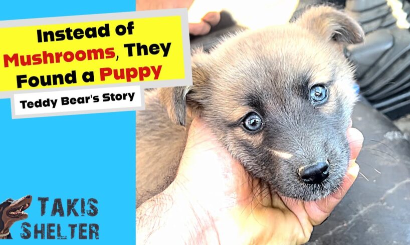 Instead of Mushrooms They Found a Puppy: Teddy’s Rescue - Takis Shelter