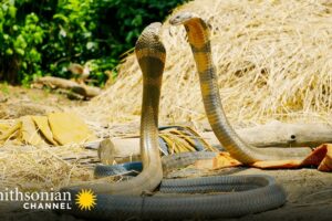 Intense: Two King Cobras Fight for a Nearby Queen 🥊 Into the Wild India | Smithsonian Channel