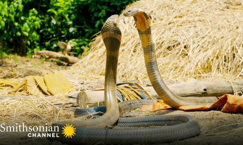 Intense: Two King Cobras Fight for a Nearby Queen 🥊 Into the Wild India | Smithsonian Channel