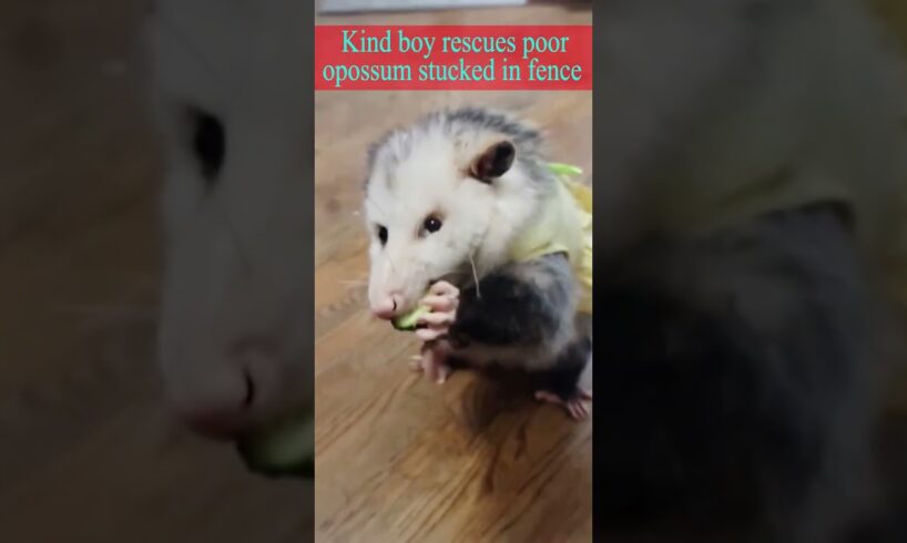 Kind boy rescues poor opossum stucked in fence #shorts #shortvideo #short #animals #pets