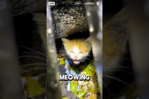 Kitten Stuck In Sewage For 3 Days Cries For Humans ❤️#cat #catshorts #catlife