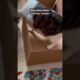 Kitten with her mother playing behind the cardboard #kitten #play #animals #shorts