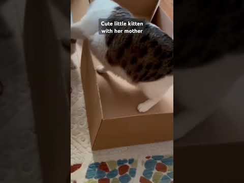 Kitten with her mother playing behind the cardboard #kitten #play #animals #shorts