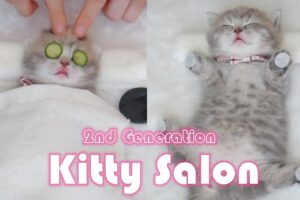 Kitty Salon 【2nd Generation】- Super cute kitten baby cat having SPA treatment full service