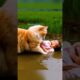 Kucing dan bayi main di lumpur #cat #cute #funny #catlover #animals