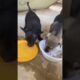 Let the three children eat #dog #puppy #animals #doglover #cute #shortvideo