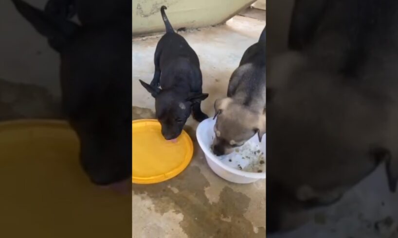 Let the three children eat #dog #puppy #animals #doglover #cute #shortvideo