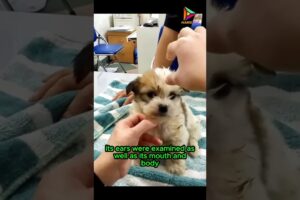 Life Changing Rescue Mission for a Puppy #animals #rescue #dog #shortvideo #shorts