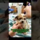 Life Changing Rescue Mission for a Puppy #animals #rescue #dog #shortvideo #shorts