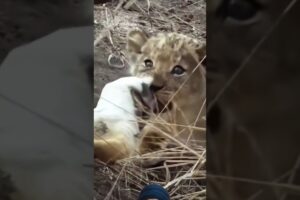 Lion Cute Cub 🔥🦁🔥 #animals #wildlife #shortsfeed #viralvideo