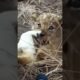 Lion Cute Cub 🔥🦁🔥 #animals #wildlife #shortsfeed #viralvideo