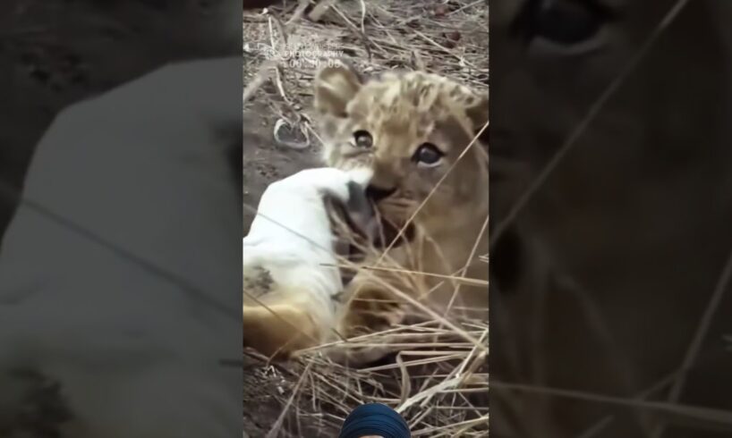 Lion Cute Cub 🔥🦁🔥 #animals #wildlife #shortsfeed #viralvideo