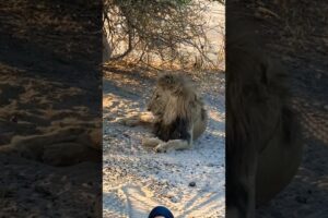 Lion and Safari #safari #wildlife #animals #shortsfeed #viralvideo