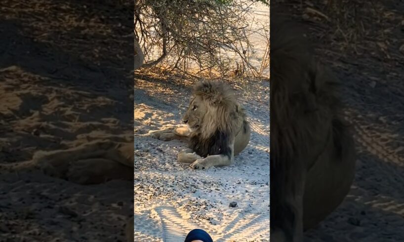 Lion and Safari #safari #wildlife #animals #shortsfeed #viralvideo