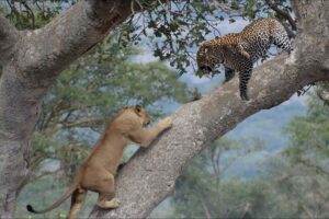 Lion chases Leopard up the tree, Wild Animals Attack