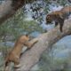 Lion chases Leopard up the tree, Wild Animals Attack