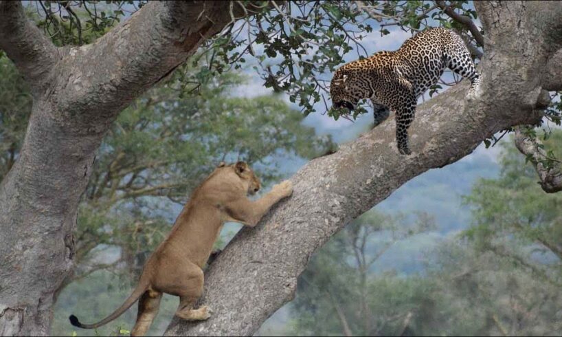 Lion chases Leopard up the tree, Wild Animals Attack