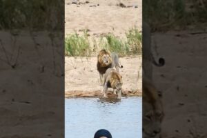 Lions Crossing River #wildlife #animals #shortsfeed #viralvideo