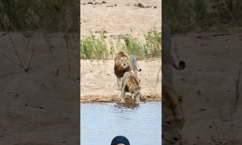 Lions Crossing River #wildlife #animals #shortsfeed #viralvideo