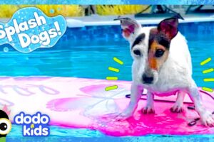 Little Dog Dreams Of Swimming In The Big Ocean | Dodo Kids | Splash Dogs