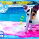 Little Dog Dreams Of Swimming In The Big Ocean | Dodo Kids | Splash Dogs