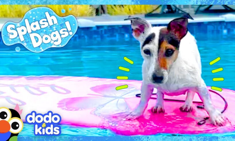 Little Dog Dreams Of Swimming In The Big Ocean | Dodo Kids | Splash Dogs