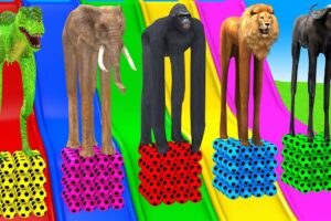 Long Slide Game With Elephant Gorilla Buffalo Hippopotamus Lion - 3d Animal Game - Funny 3d Animals