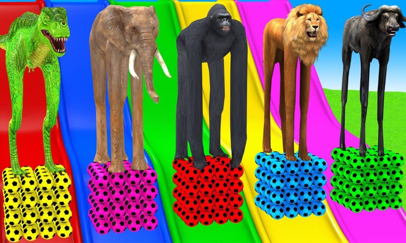 Long Slide Game With Elephant Gorilla Buffalo Hippopotamus Lion - 3d Animal Game - Funny 3d Animals