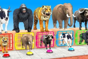 Long Slide Game with Elephant Gorilla Hippopotamus Tiger - 3d animal cage game - funny 3d animals